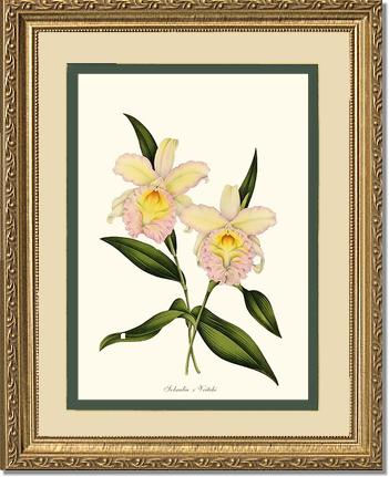 Sobralia veitchi | Orchid Wall Art Print