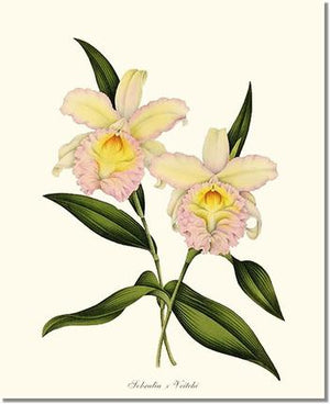 Orchid Print: Sobralia veitchi