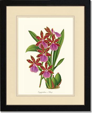 Zygopetalum clayi | Orchid Wall Art Print