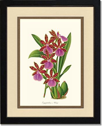Zygopetalum clayi | Orchid Wall Art Print