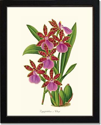 Zygopetalum clayi | Orchid Wall Art Print