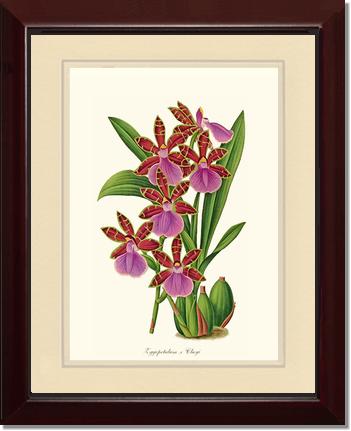 Zygopetalum clayi | Orchid Wall Art Print