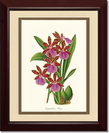 Zygopetalum clayi | Orchid Wall Art Print