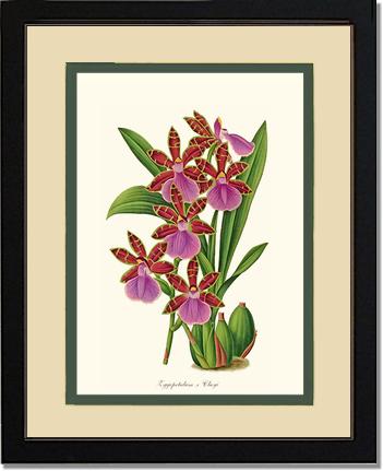 Zygopetalum clayi: Vintage Botanical Orchid Wall Art Prints
