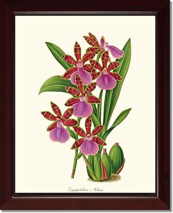 Zygopetalum clayi | Orchid Wall Art Print
