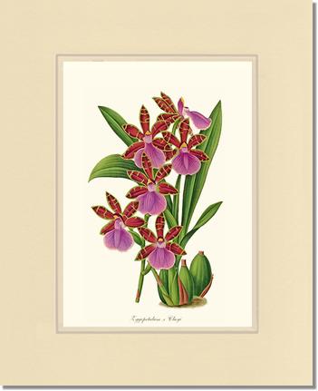 Zygopetalum clayi | Orchid Wall Art Print