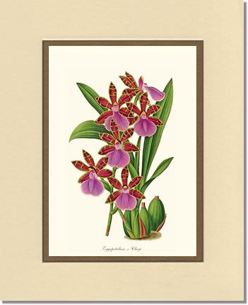 Zygopetalum clayi | Orchid Wall Art Print