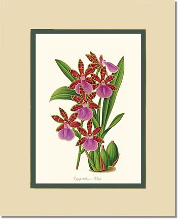 Zygopetalum clayi | Orchid Wall Art Print