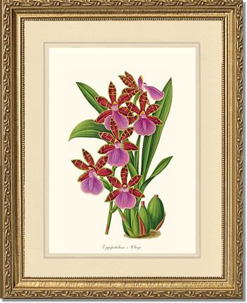 Zygopetalum clayi | Orchid Wall Art Print