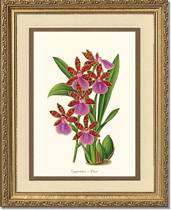 Zygopetalum clayi | Orchid Wall Art Print