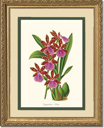 Zygopetalum clayi | Orchid Wall Art Print