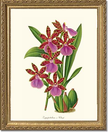 Zygopetalum clayi | Orchid Wall Art Print