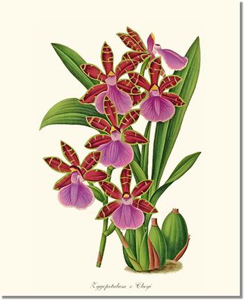 Zygopetalum clayi | Orchid Wall Art Print