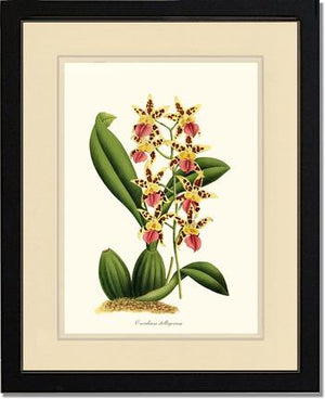 Oncidium stelligerum