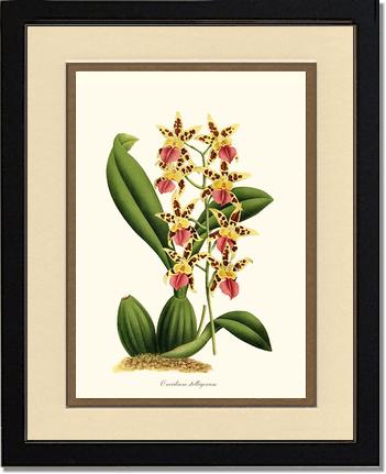 Oncidium stelligerum | Orchid Wall Art Print