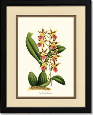 Oncidium stelligerum