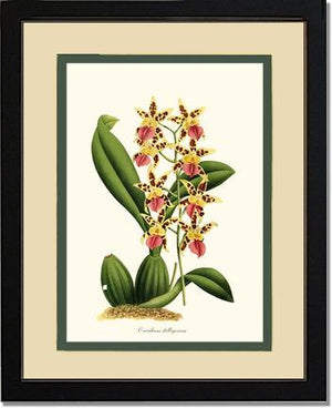 Oncidium stelligerum