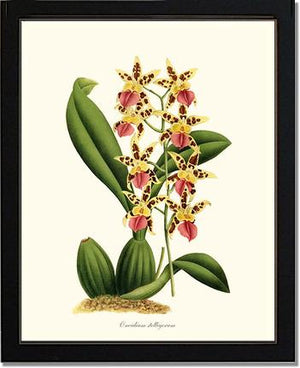 Oncidium stelligerum
