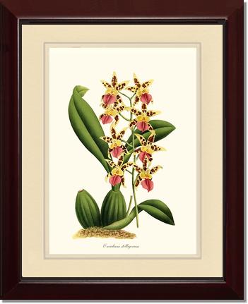 Oncidium stelligerum | Orchid Wall Art Print
