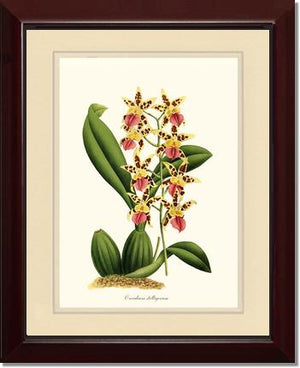 Oncidium stelligerum