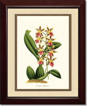 Oncidium stelligerum