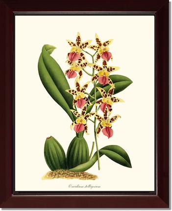 Oncidium stelligerum | Orchid Wall Art Print