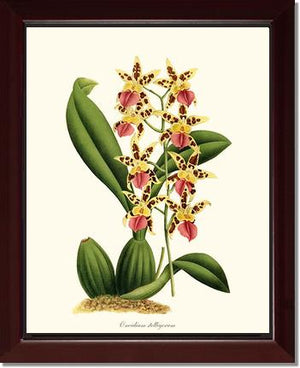 Oncidium stelligerum