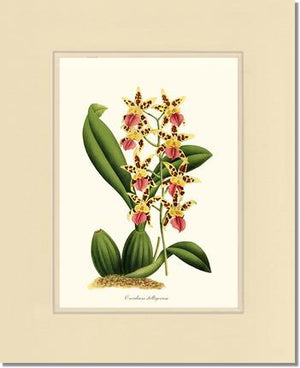 Oncidium stelligerum