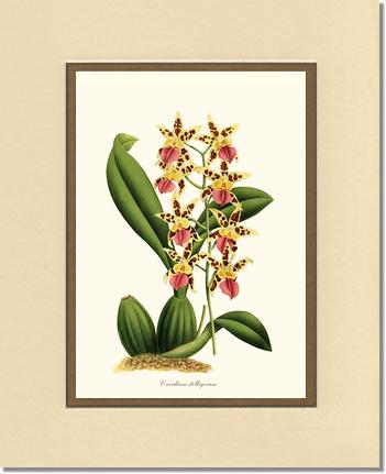 Oncidium stelligerum | Orchid Wall Art Print