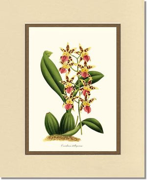 Oncidium stelligerum