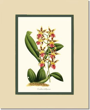 Oncidium stelligerum