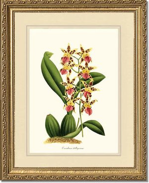 Oncidium stelligerum