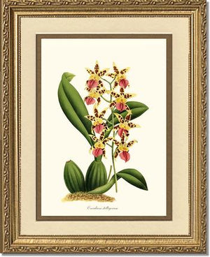 Oncidium stelligerum