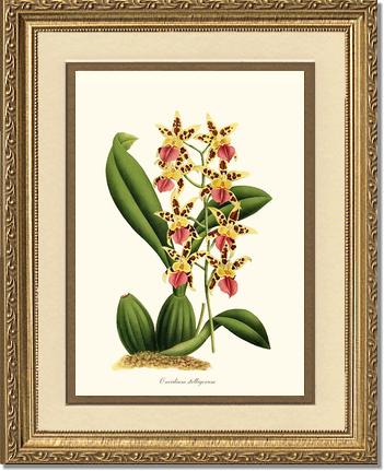 Oncidium stelligerum | Orchid Wall Art Print