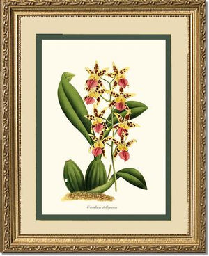 Oncidium stelligerum