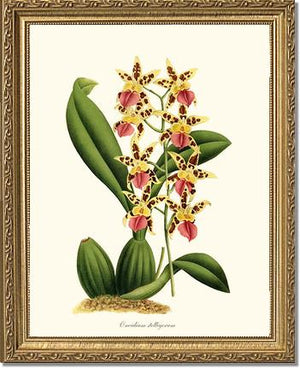 Oncidium stelligerum