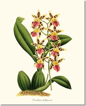 Orchid Print: Oncidium stelligerum