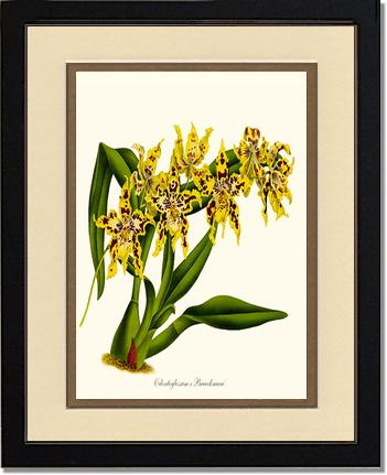 Odontoglossum Braeckmani | Orchid Wall Art Print