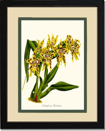 Odontoglossum Braeckmani | Orchid Wall Art Print