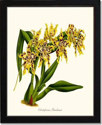 Odontoglossum Braeckmani | Orchid Wall Art Print