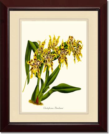 Odontoglossum Braeckmani | Orchid Wall Art Print