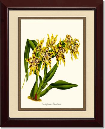 Odontoglossum Braeckmani | Orchid Wall Art Print