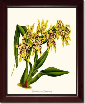 Odontoglossum Braeckmani | Orchid Wall Art Print
