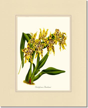 Odontoglossum Braeckmani | Orchid Wall Art Print