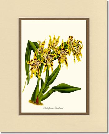 Odontoglossum Braeckmani | Orchid Wall Art Print
