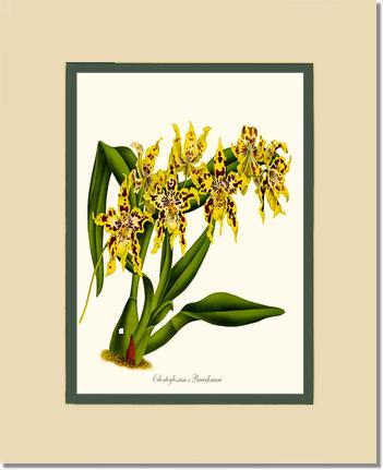 Odontoglossum Braeckmani | Orchid Wall Art Print
