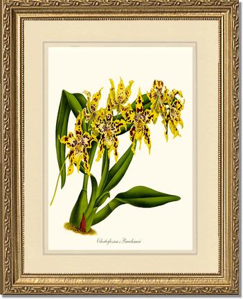 Odontoglossum Braeckmani | Orchid Wall Art Print