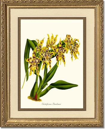 Odontoglossum Braeckmani | Orchid Wall Art Print