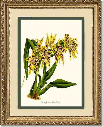Odontoglossum Braeckmani | Orchid Wall Art Print