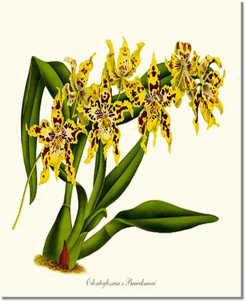 Odontoglossum Braeckmani | Orchid Wall Art Print